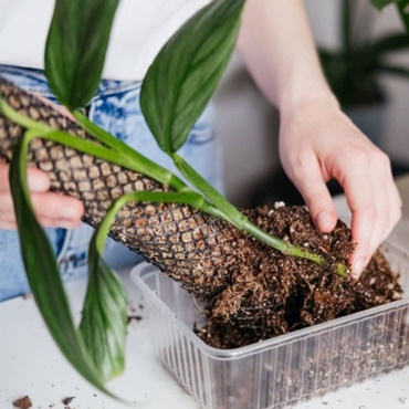DIY Moss Pole for Indoor Plants