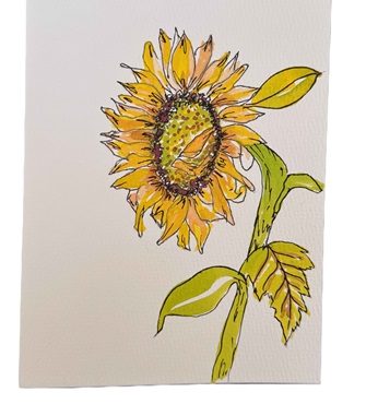 Sunflower Watercolor Wash and Ink
