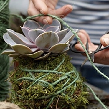 DIY Kokedama