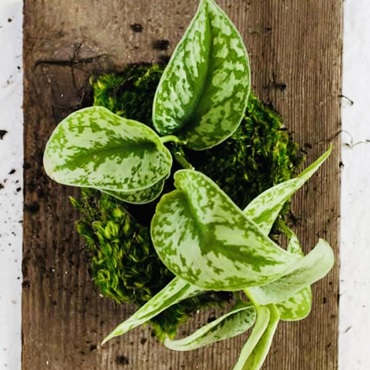 DIY Wall Mounted Plants